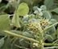 Séquençage du génome d’une légumineuse modèle : Medicago truncatula