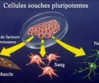 Un autre éclairage sur la maladie d’Alzheimer grâce aux cellules souches pluripotentes induites