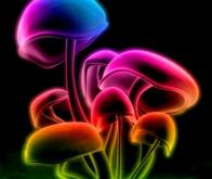Un champignon hallucinogène efficace contre la dépression réfractaire