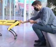 Un chien-robot pour accompagner l’homme dans les tâches difficiles