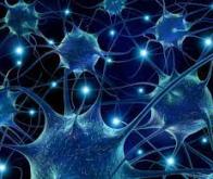 Un circuit de neurones au service des interactions sociales