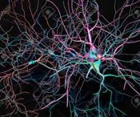 Un circuit de neurones au service des interactions sociales