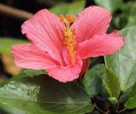 Un composant de l'hibiscus pourrait être efficace contre la maladie d’Alzheimer
