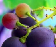 Un composé de la vigne efficace contre le cancer du pancréas