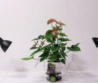 Un cyborg botanique pour améliorer les capacités naturelles des plantes