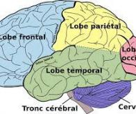 Un défaut de communication entre les aires cérébrales serait impliqué dans les  troubles ...