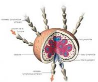 Un essai sur l'homme pour transformer les ganglions lymphatiques en foie...