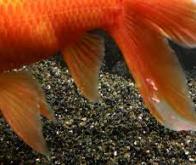 Un gène commun contrôle le développement des nageoires chez les poissons et des membres chez les ...