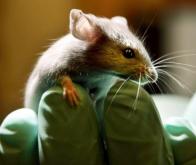 Un gène commun du diabète chez la souris et l'homme