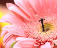 Un minuscule robot insecte autonome en énergie