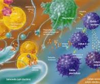 Un modèle pour prédire les réactions du système immunitaire