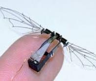 Un nano-drone militaire inspiré de la cigale