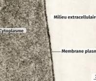 Un nouveau capteur imite les fonctions de la membrane cellulaire