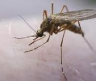 Un nouvel angle d'attaque biologique contre les moustiques