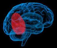 Un pansement pour traiter certaines maladies du cerveau...