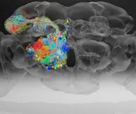Un réseau nanométrique qui imite le cerveau humain