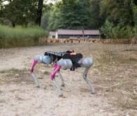 Un robot-chien pour faire rentrer les volailles au poulailler