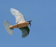 Un robot volant avec de vraies plumes