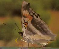 Un "supergène" permet à un papillon d'Amazonie de se protéger des oiseaux 