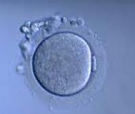 Un test sur les ovocytes améliorerait la PMA   