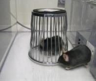 Un traitement expérimental réduit les troubles de l'autisme chez des souris