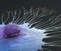 Un virus modifié pour combattre le cancer