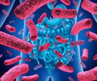 Une bactérie intestinale qui guérit le côlon