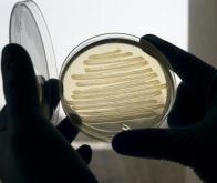Une bactérie pour produire des biocarburants à la demande