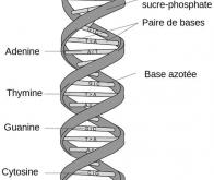 Une base génétique commune à tous les organismes vivants
