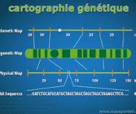 Une carte complète de la recombinaison de l’ADN humain révèle les secrets de la diversité génétique