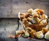 Une consommation quotidienne de champignons diminuerait le risque de cancer de 45 %