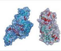 Une enzyme responsable de l’infection au SRAS-CoV-2 mise au jour par des Québécois