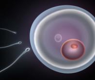 Une étape importante vers des spermatozoïdes artificiels 
