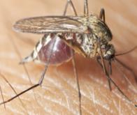 Une étude découvre le bouclier protecteur contre la surinfection du paludisme