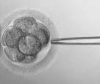 Une hypophyse obtenue à partir de cellules souches embryonnaires