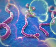 Une molécule géante contre le virus Ebola ?