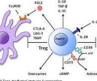 Une molécule qui aide le système immunitaire à mieux combattre le cancer