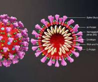 Une nouvelle biotechnologie efficace pour bloquer la multiplication du SARS-CoV-2