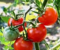 Une nouvelle classe d'antibiotiques issus de la tomate…