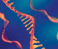 Une nouvelle classe de molécules d'ARN pour traiter le cancer gastrique
