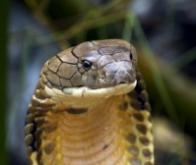 Une nouvelle famille de médicaments anti-douleur issue du venin de serpent