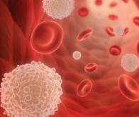 Une nouvelle source de cellules sanguines identifiée 
