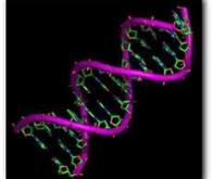 Une nouvelle technique accélère le criblage des molécules d'ADN