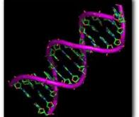 Une nouvelle vision dynamique des mouvements de l'ADN