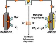 Une pile à combustible microbienne capable de produire de l'électricité et dépolluer l'eau