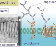 Une protéine antigel de synthèse et biodégradable