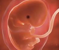 Une protéine maternelle qui accompagne l’embryon au début de son développement