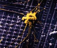 Une puce hybride composée de 64 neurones vivants
