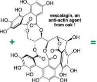 Une synthèse bio-inspirée de la vescalagine, pour bloquer la dégradation de l’os