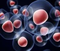 Une thérapie cellulaire pour réparer les cœurs abîmés